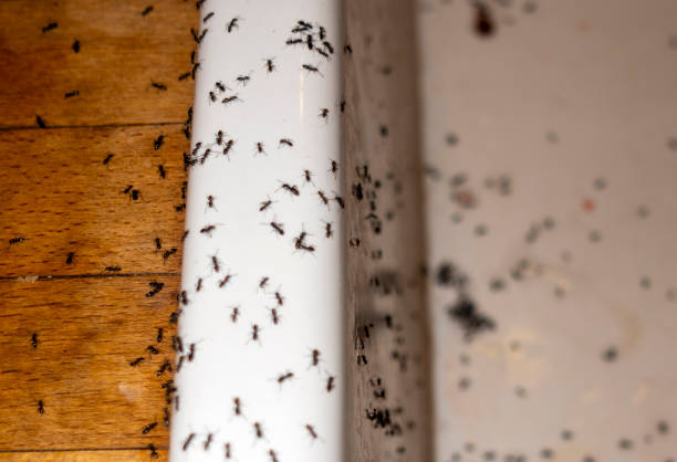 Best Pest Inspection Near Me  in Fisher, IL